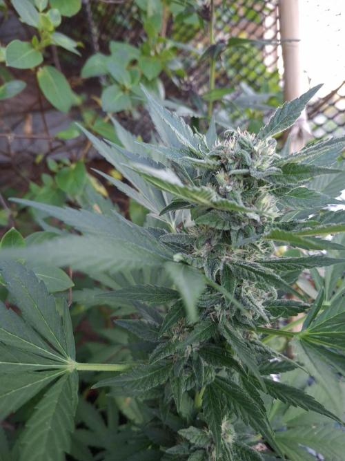 Mix Fast Bud RF3. Week 8
