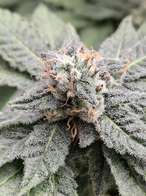 Soda Cream Terpyz. Week 13
