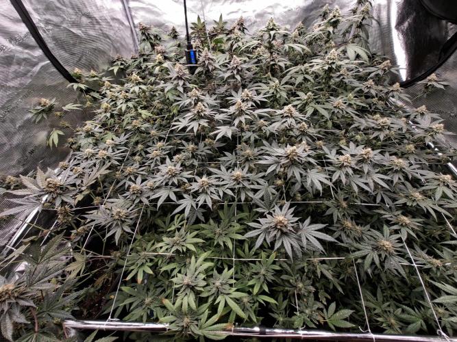 Soda Cream Terpyz. Week 13