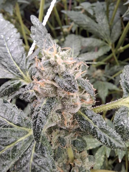 Soda Cream Terpyz. Week 14
