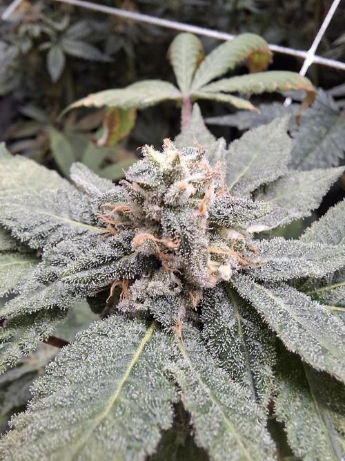 Soda Cream Terpyz. Week 14