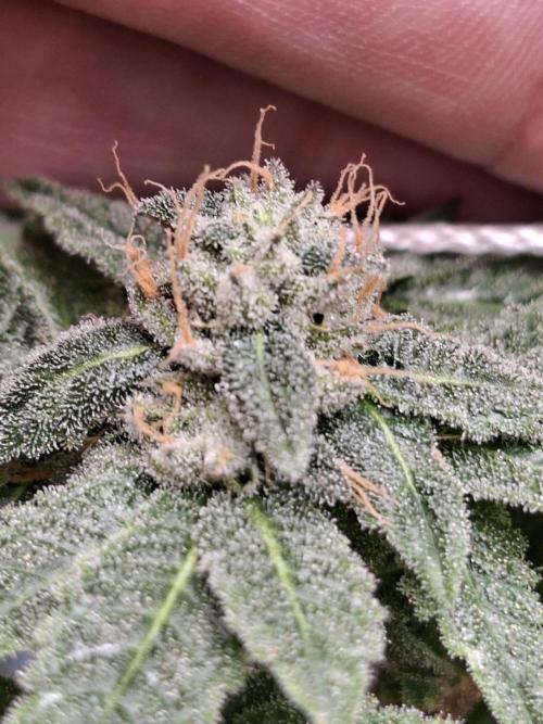 Soda Cream Terpyz. Week 14