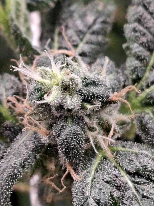 Soda Cream Terpyz. Week 14