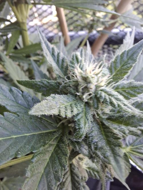 Mix Fast Bud RF3. Week 8