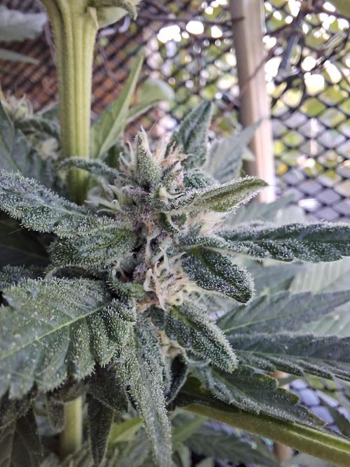 Mix Fast Bud RF3. Week 8