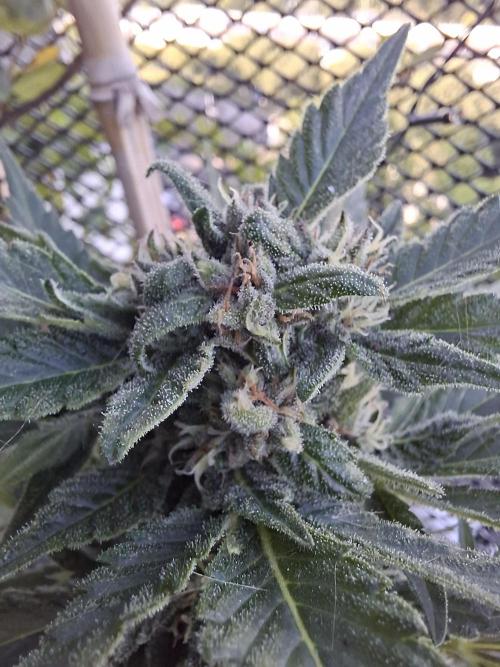 Mix Fast Bud RF3. Week 8