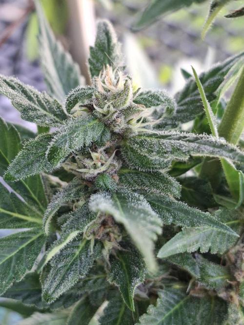 Mix Fast Bud RF3. Week 8