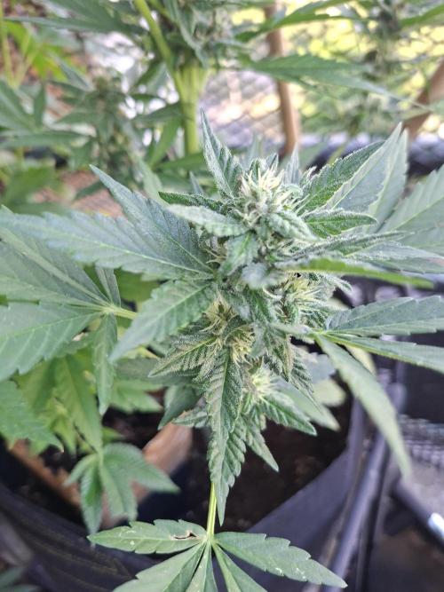 Mix Fast Bud RF3. Week 8