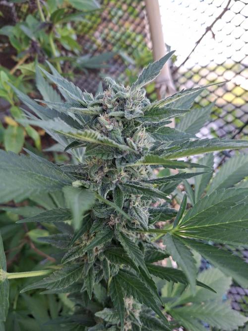 Mix Fast Bud RF3. Week 8