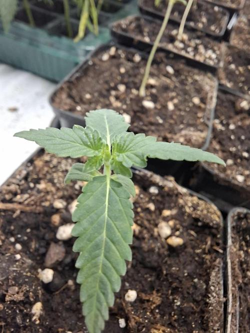 Pure MICHIGAN  BX. Week 1