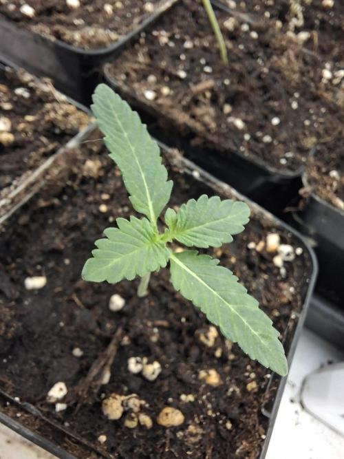 Pure MICHIGAN  BX. Week 1