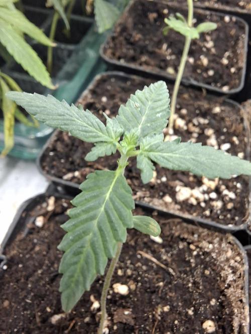 Pure MICHIGAN  BX. Week 1
