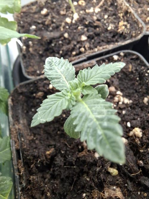 Pure MICHIGAN  BX. Week 1