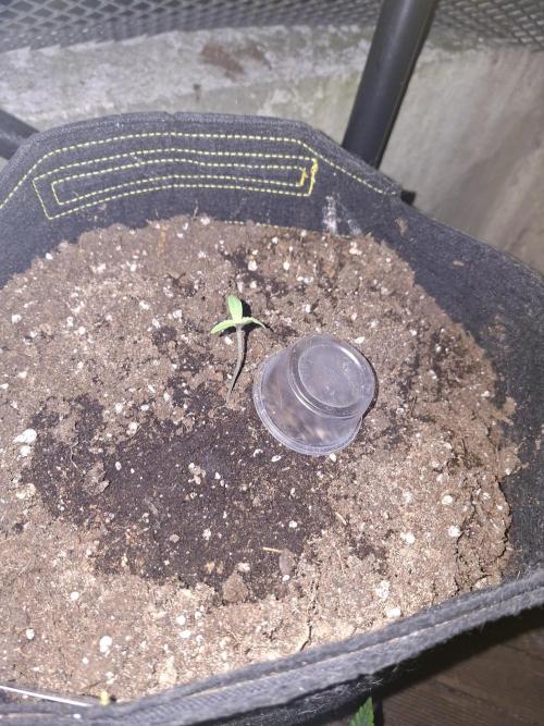 Mendo Frost Fast Bud Outdoor. Week 0
