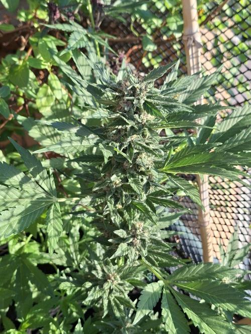 Mix Fast Bud RF3. Week 8