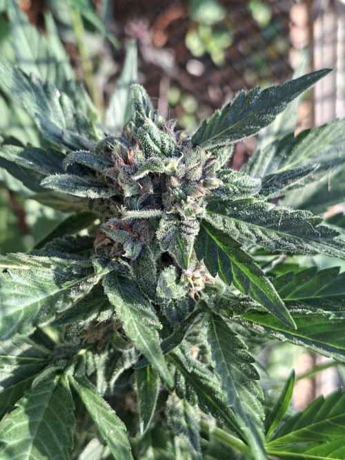 Mix Fast Bud RF3. Week 8