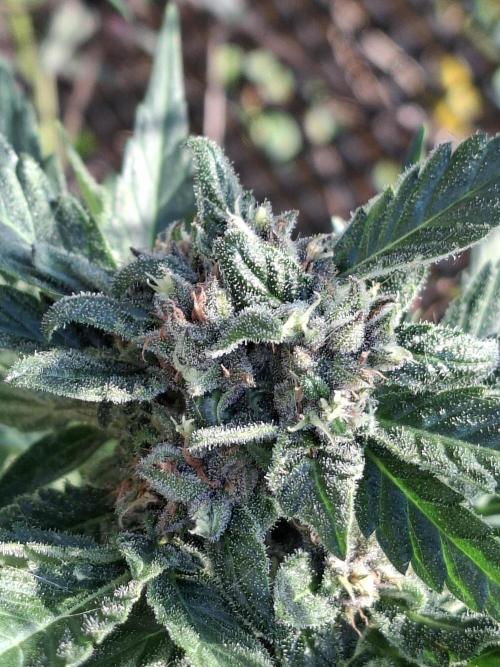 Mix Fast Bud RF3. Week 8