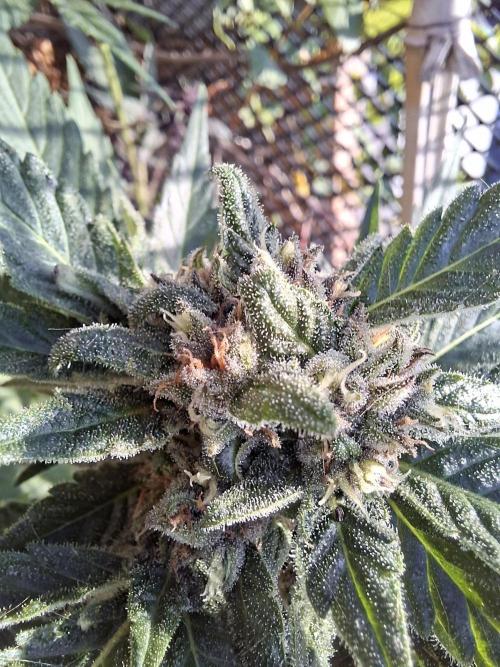 Mix Fast Bud RF3. Week 8