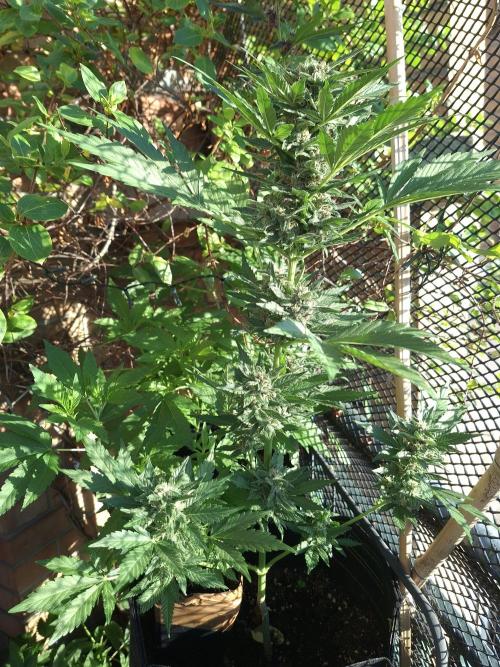 Mix Fast Bud RF3. Week 8