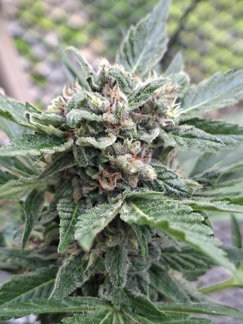 Mix Fast Bud RF3. Week 8
