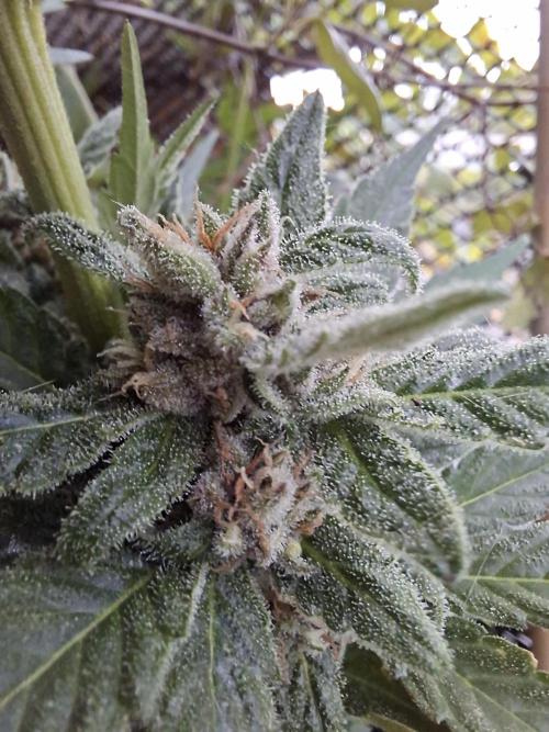 Mix Fast Bud RF3. Week 8