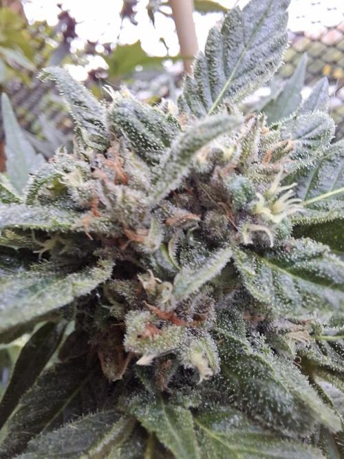 Mix Fast Bud RF3. Week 8
