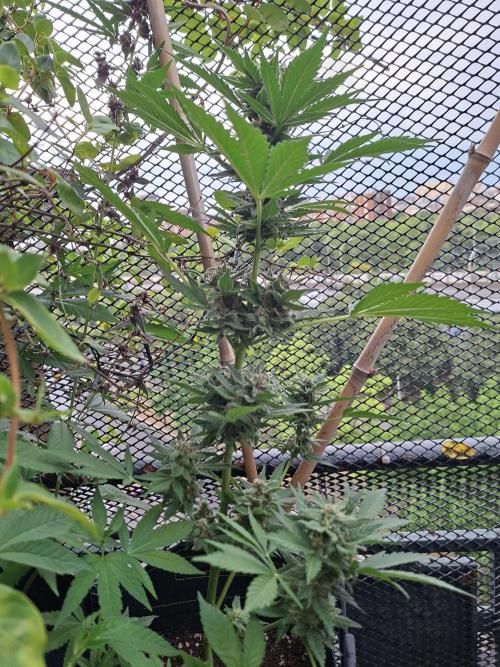 Mix Fast Bud RF3. Week 8