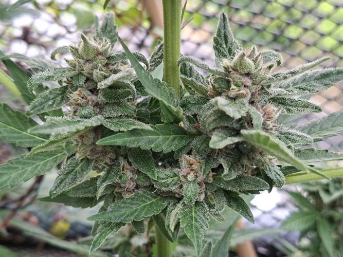 Mix Fast Bud RF3. Week 8