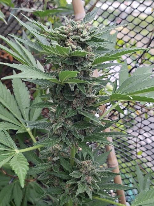 Mix Fast Bud RF3. Week 8