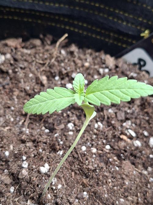 Mendo Frost Fast Bud Outdoor. Week 1 - 18/06