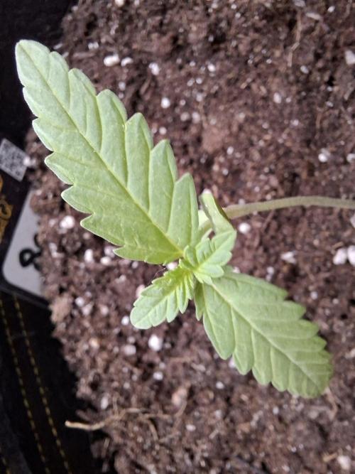 Mendo Frost Fast Bud Outdoor. Week 1 - 18/06