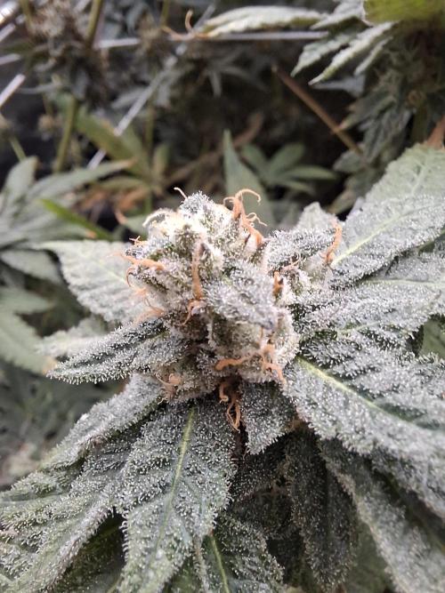 Soda Cream Terpyz. Week 15