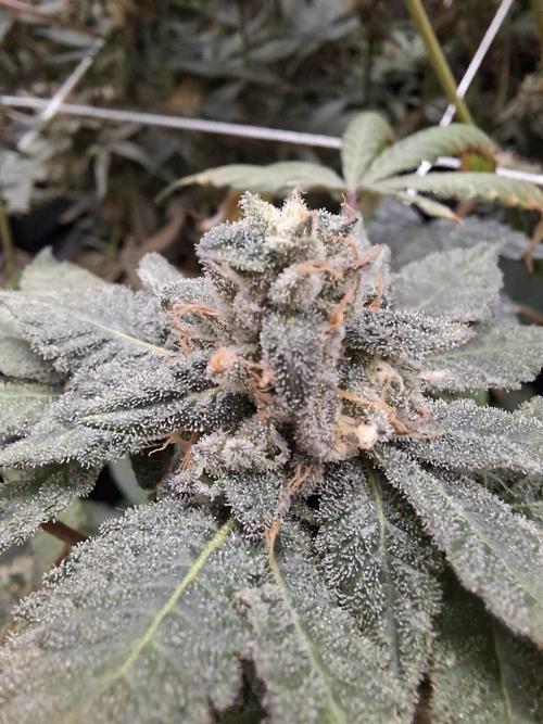 Soda Cream Terpyz. Week 15