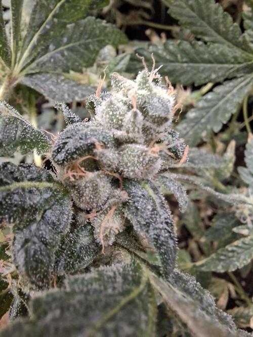 Soda Cream Terpyz. Week 15