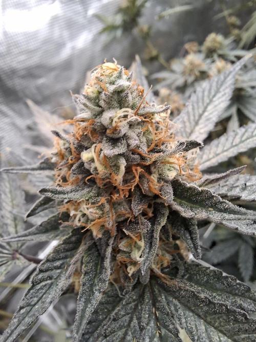 Ziplock Seeds - Bank  by Pierrougarou21