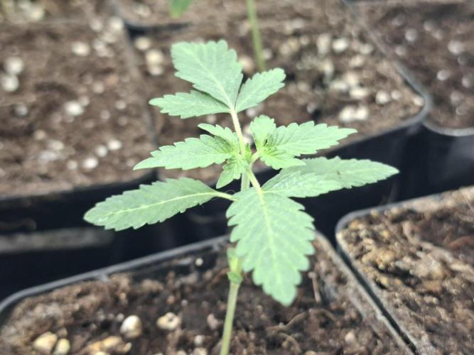Pure MICHIGAN  BX. Week 1