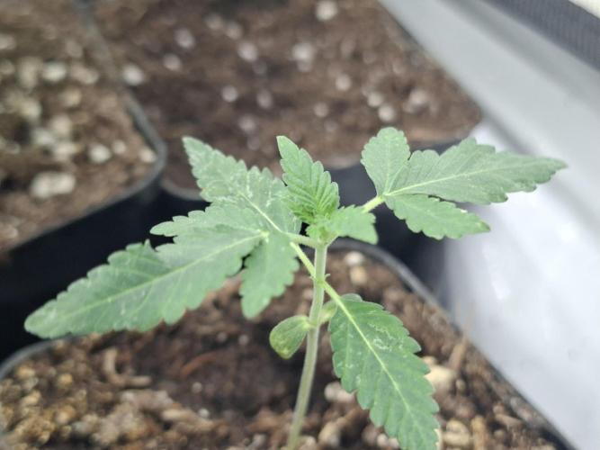 Pure MICHIGAN  BX. Week 1