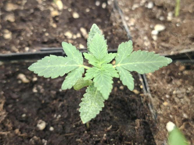 Pure MICHIGAN  BX. Week 1