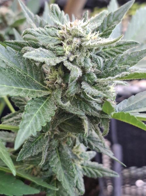 Mix Fast Bud RF3. Week 8