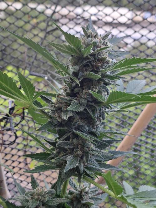 Mix Fast Bud RF3. Week 8