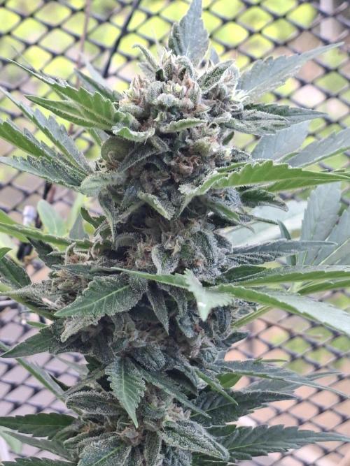 Mix Fast Bud RF3. Week 8