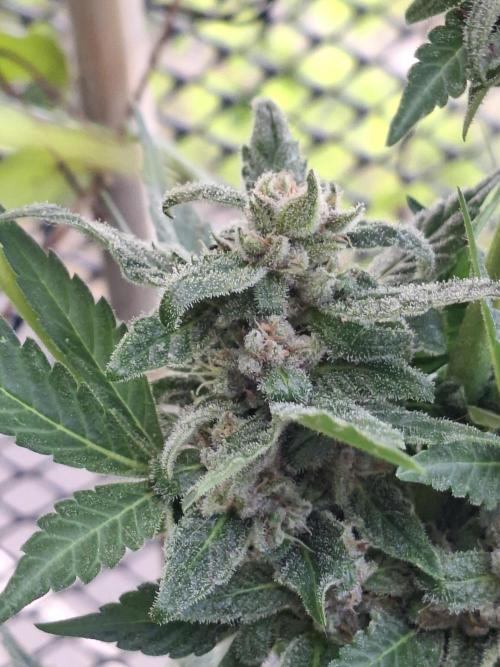 Mix Fast Bud RF3. Week 8