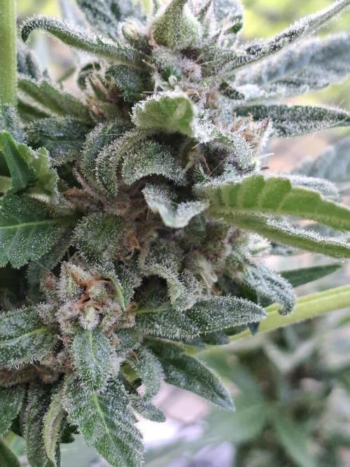 Mix Fast Bud RF3. Week 8