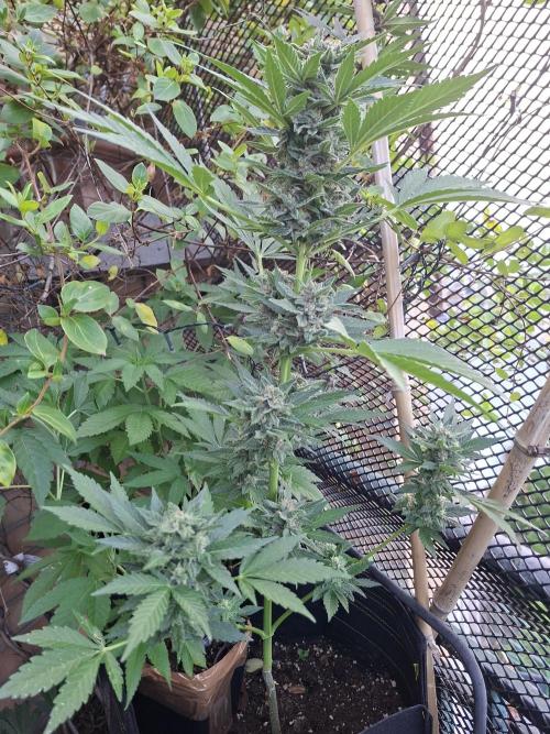 Mix Fast Bud RF3. Week 8
