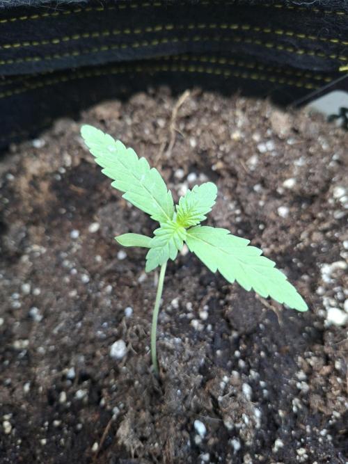 Mendo Frost Fast Bud Outdoor. Week 1