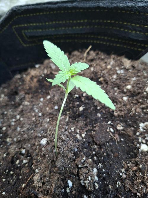 Mendo Frost Fast Bud Outdoor. Week 1