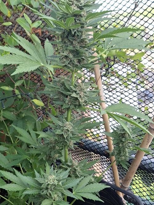 Mix Fast Bud RF3. Week 9