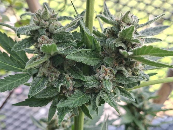 Mix Fast Bud RF3. Week 9