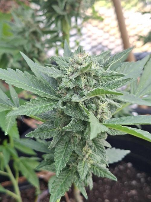Mix Fast Bud RF3. Week 9