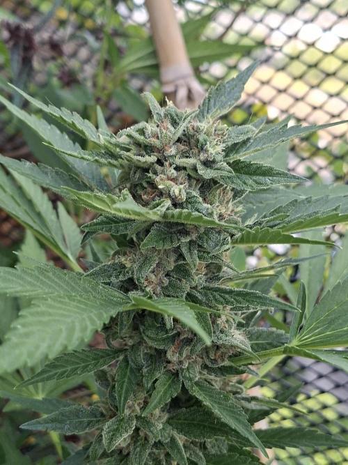Mix Fast Bud RF3. Week 9